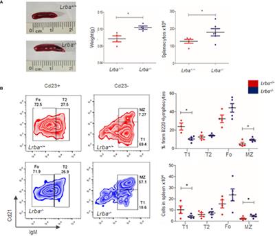 Lipopolysaccharide-responsive beige-like anchor is involved in regulating NF-κB activation in B cells